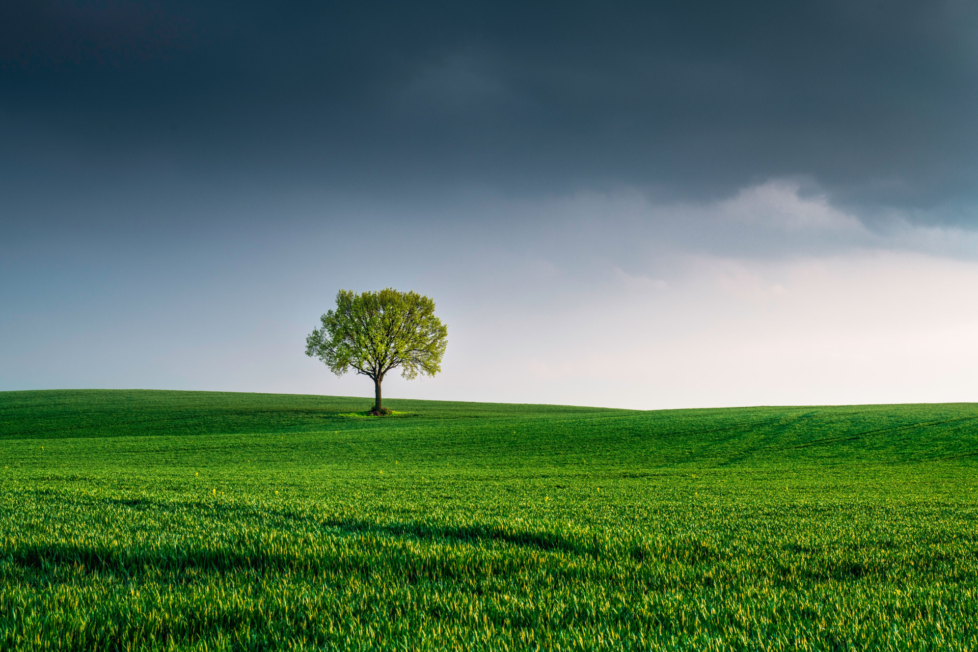 tree-6147402 (2)